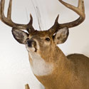 Whitetail