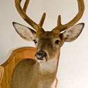 Whitetail