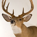 Whitetail