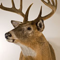 Whitetail