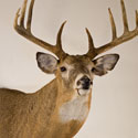 Whitetail