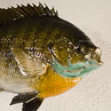 Bluegill