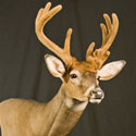 Whitetail