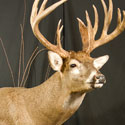 Whitetail